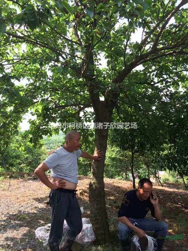 桑葚果樹(shù)苗 果桑 大苗 小苗 （無(wú)籽大十果桑）