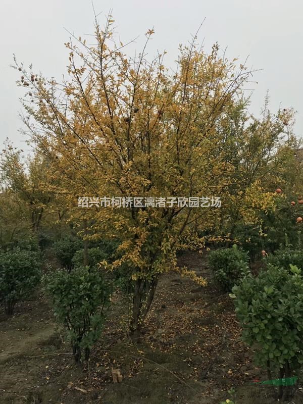 石榴果樹 大苗 小苗