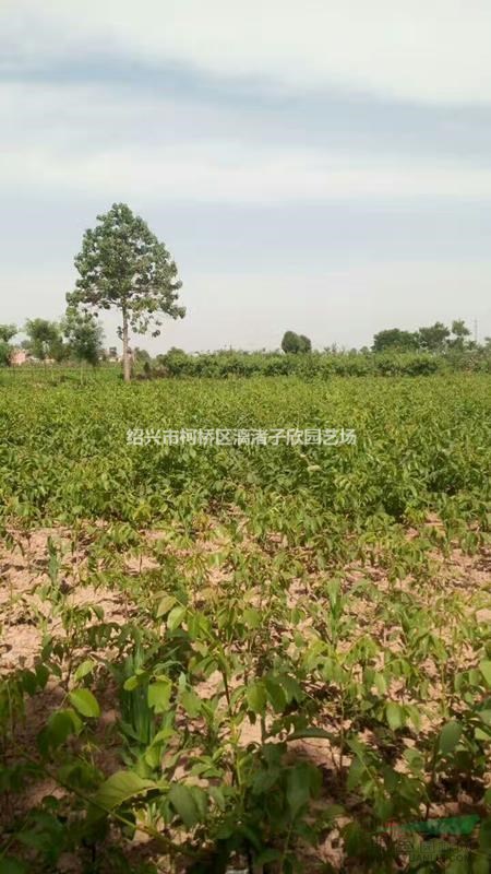 核桃果樹苗 大苗 小苗