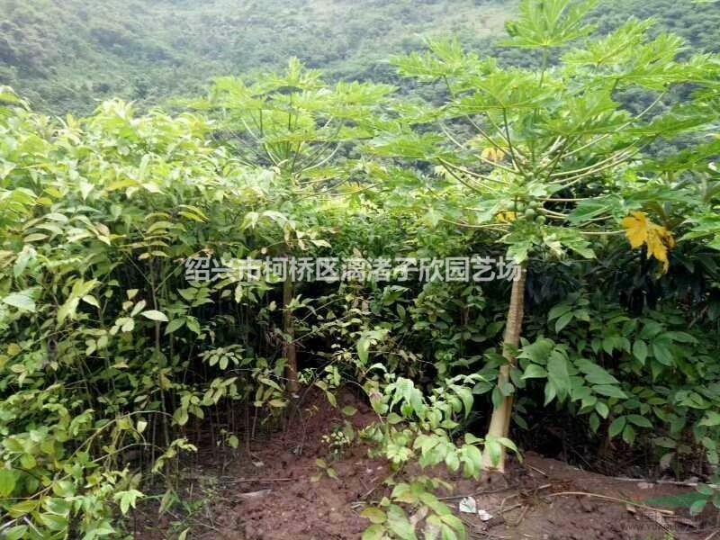 核桃果樹苗 大苗 小苗