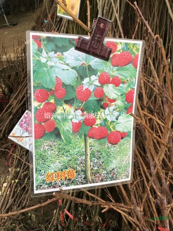 紅樹莓 覆盆子果樹苗 小苗 大苗