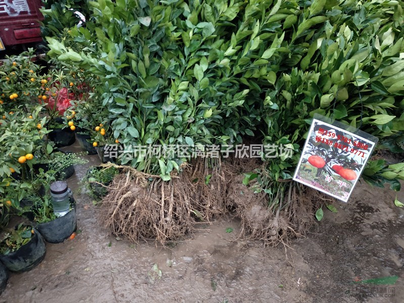 桔子 品種由良蜜橘 甘平橘子 粑粑柑橘 果樹苗 大苗 小苗