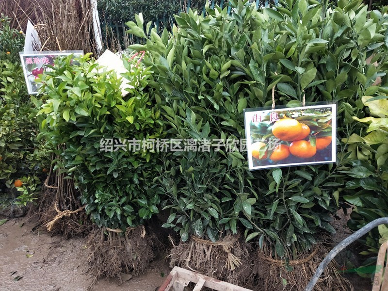 桔子 品種由良蜜橘 甘平橘子 粑粑柑橘 果樹苗 大苗 小苗
