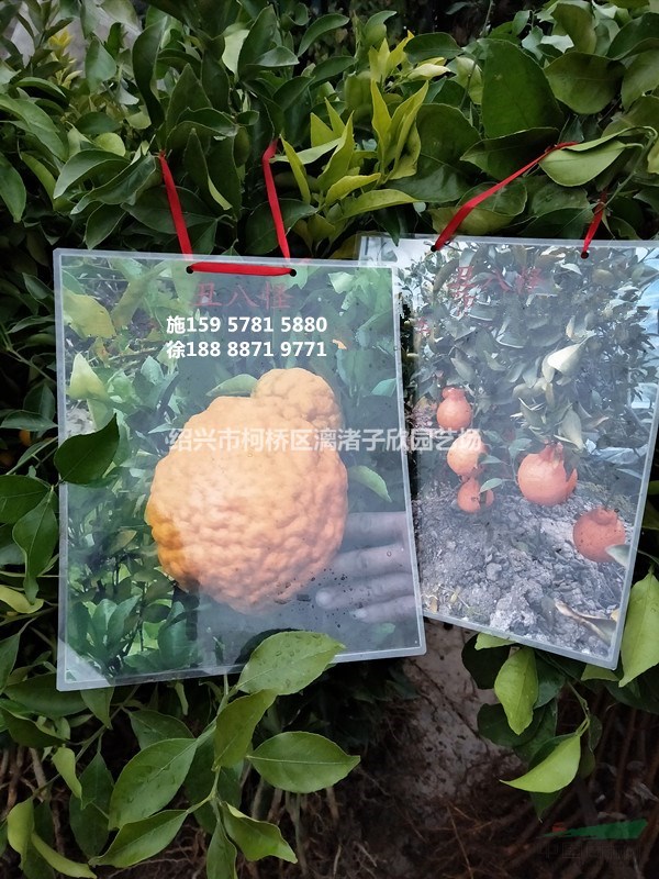 桔子 品種，美國糖橘，丑八怪，沃柑果樹苗 大苗 小苗
