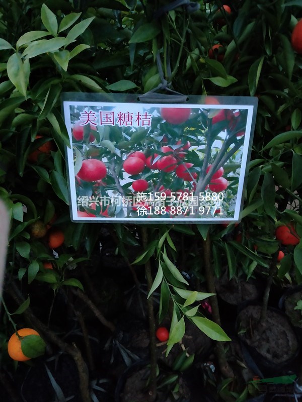 桔子 品種，美國糖橘，丑八怪，沃柑果樹苗 大苗 小苗