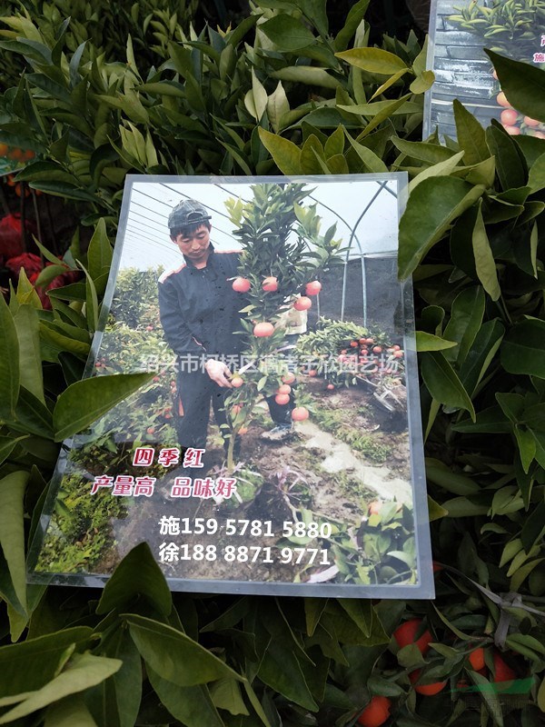 桔子 品種四季紅桔子果樹苗 大苗 小苗