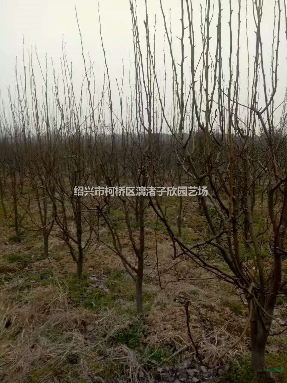 梨樹果樹苗 二八梨 黃梨 小苗 大苗