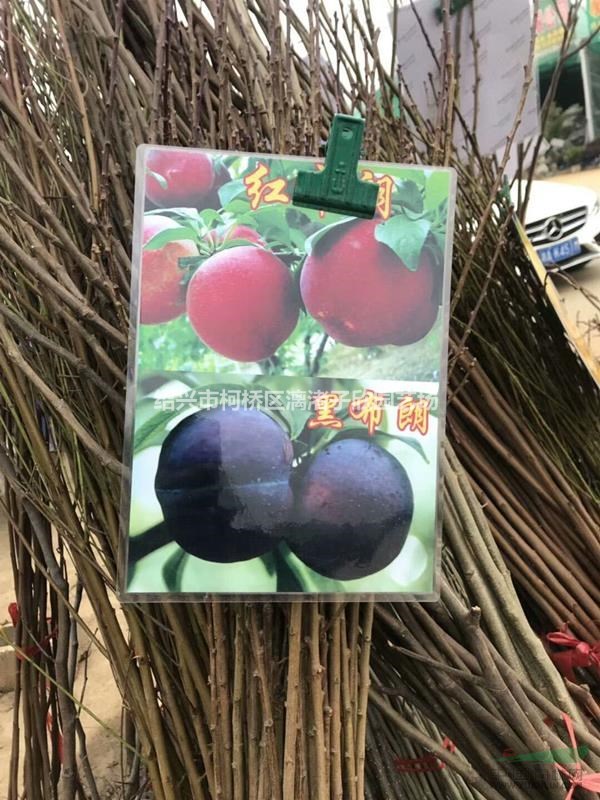 李子樹 紅心李 黑布朗果樹苗 大苗，小苗
