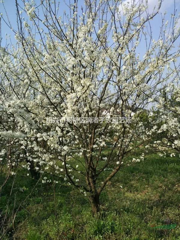 李子樹 紅心李 黑布朗果樹苗 大苗，小苗