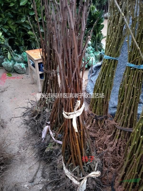 柿子果樹苗 大苗，小苗 
