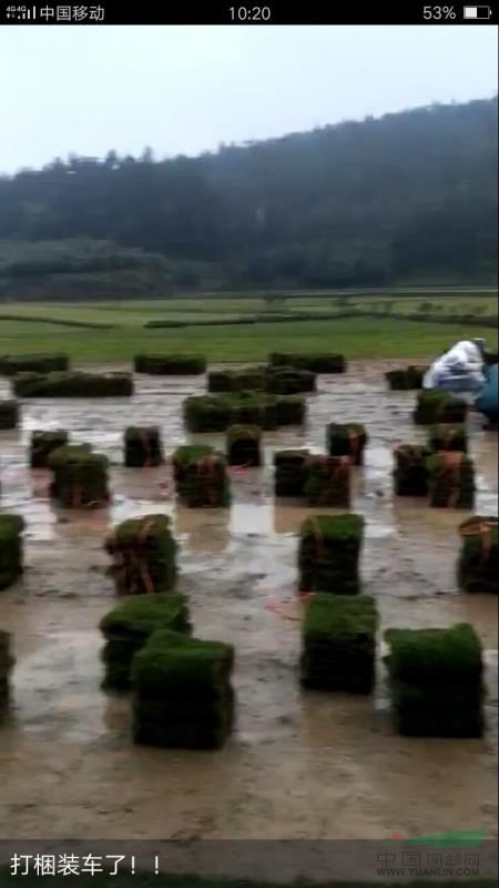 草皮！