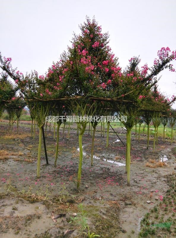 成都紫薇造型基地 植物造型園 