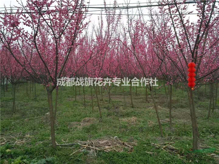 7公分紅梅基地 成都紅梅批量出售 批發(fā)價(jià)格 長(zhǎng)期供應(yīng)