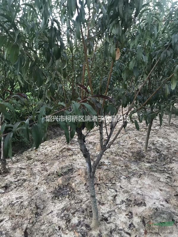 桃子果樹苗 黃桃，水蜜桃等大小苗