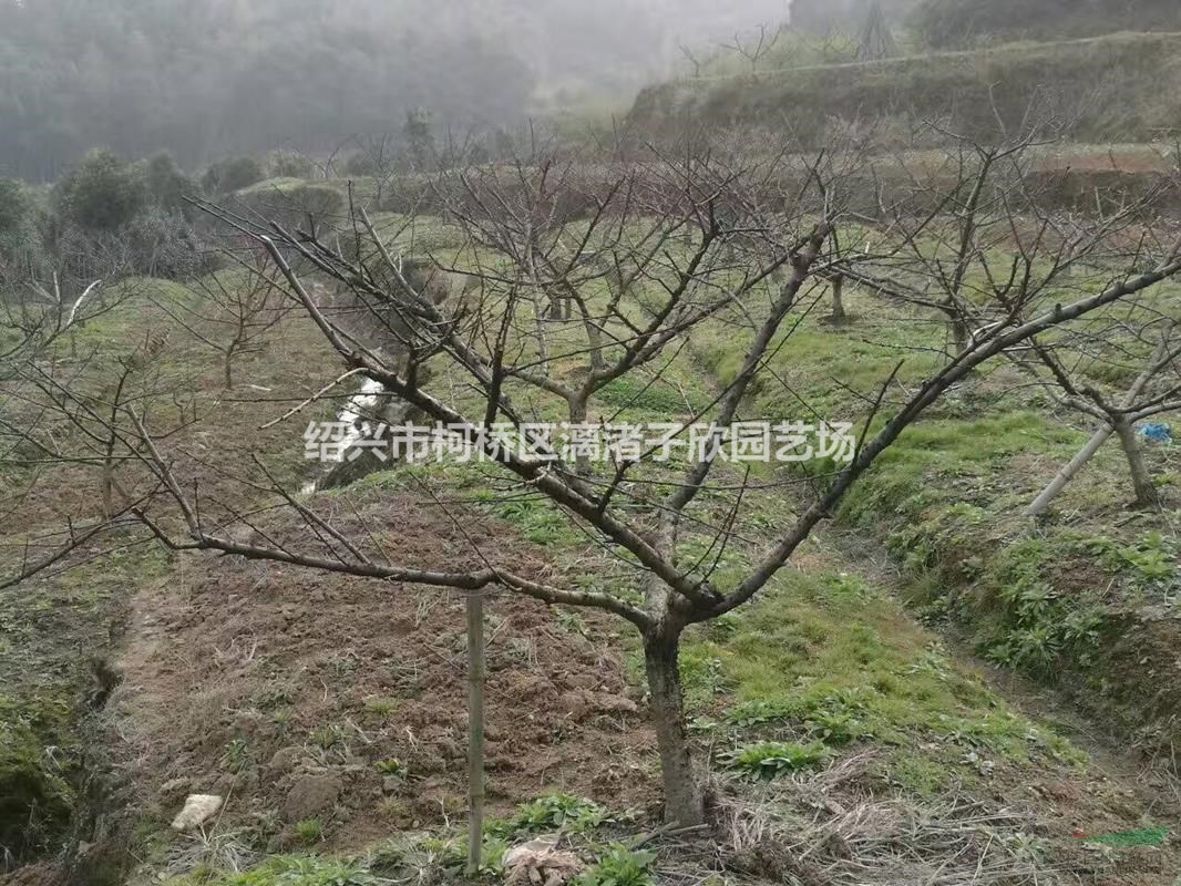 桃子果樹苗 黃桃，水蜜桃等大小苗