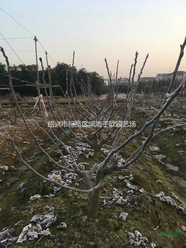 無花果果樹苗 小苗，大苗