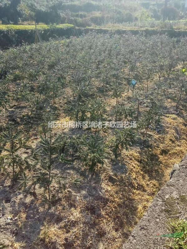 香榧果树苗 小苗大苗