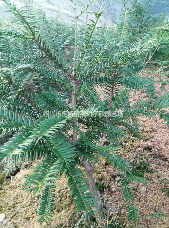 香榧果树苗 小苗大苗