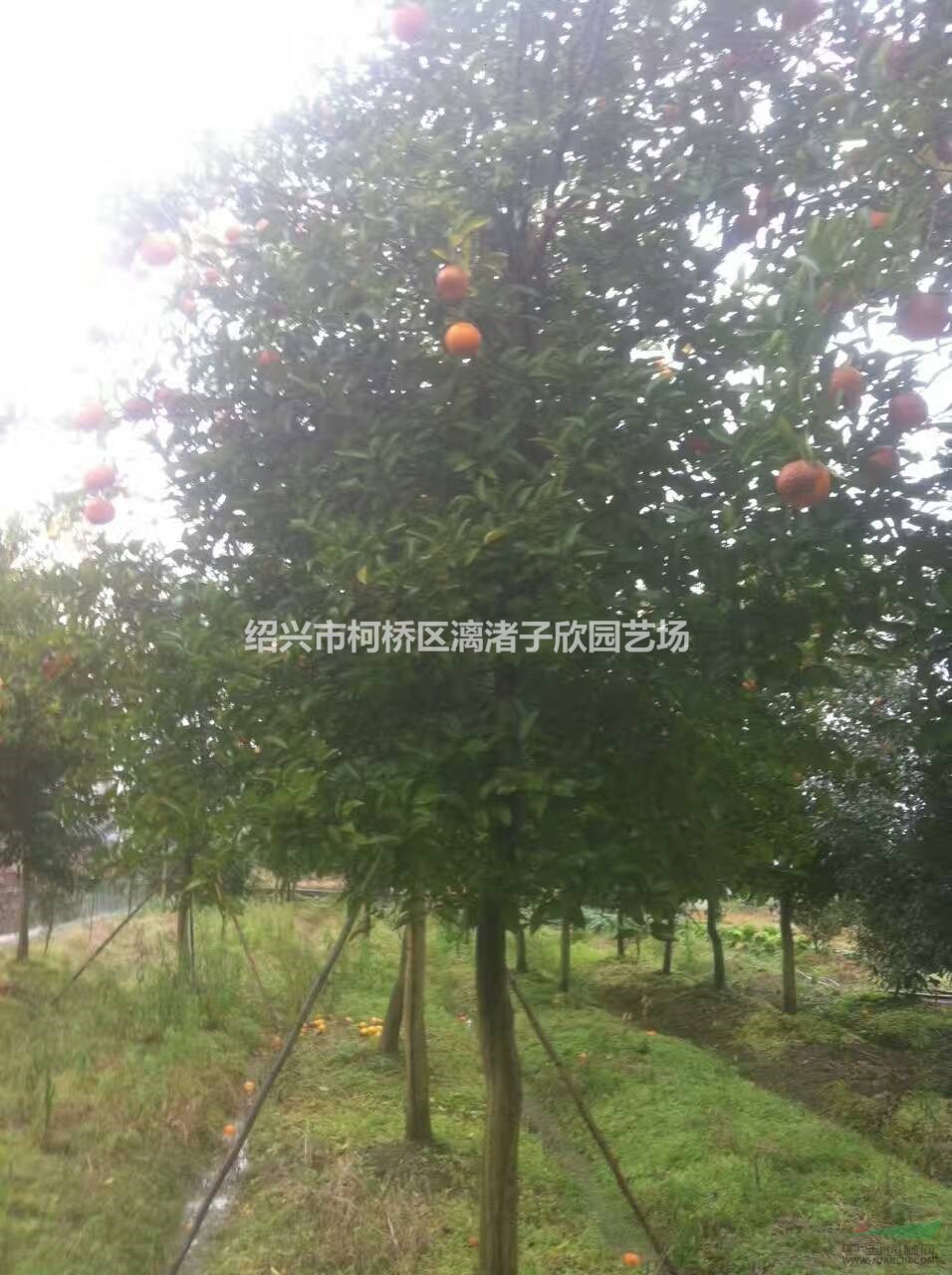 柚子 香柚果樹苗 小苗大苗