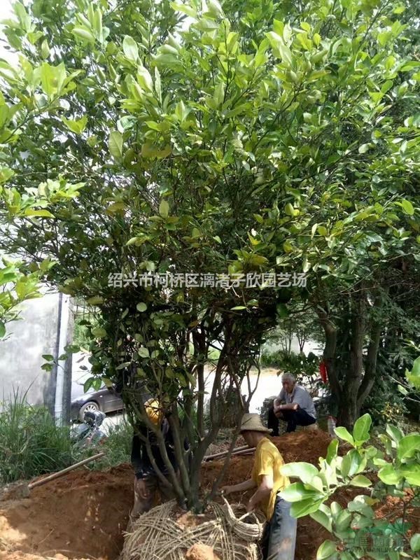 柚子 香柚果樹苗 小苗大苗