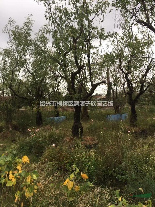 枣树 红枣树 冬枣树 酸枣小苗，大苗