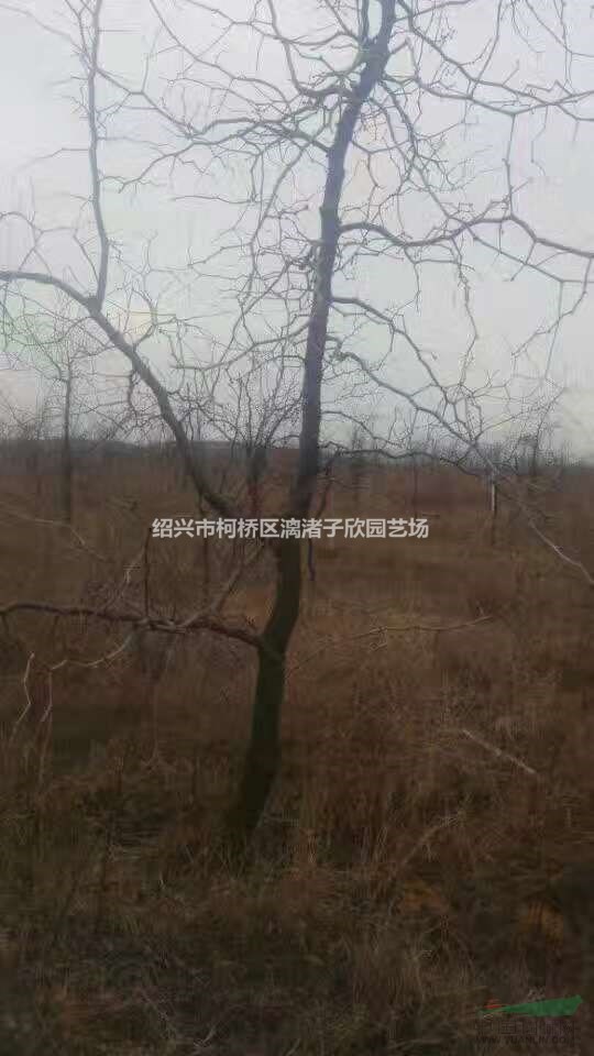 枣树 红枣树 冬枣树 酸枣小苗，大苗