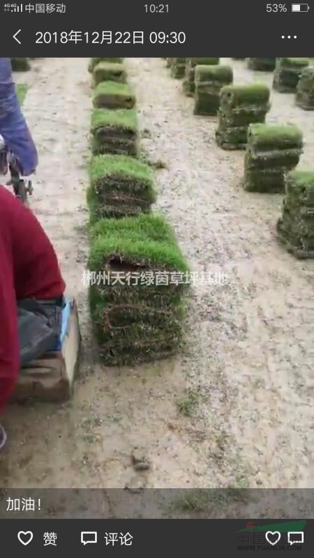 草皮草被！