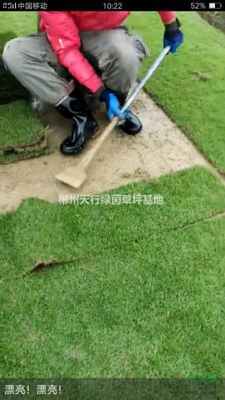 草皮草被！
