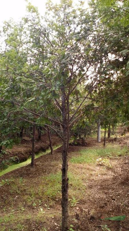 江苏地区供应地径1~15公分红豆杉，价格优惠！欢迎咨询洽谈。