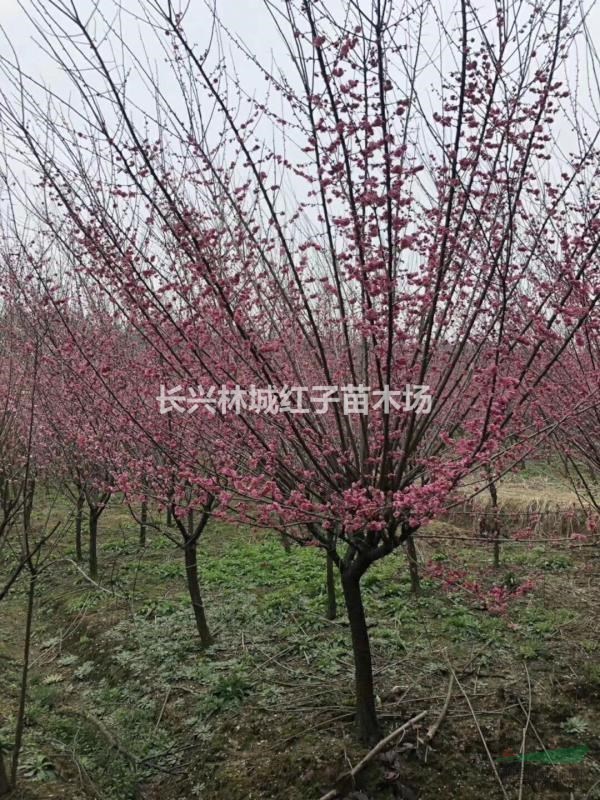 浙江提供红梅大量5-8公分