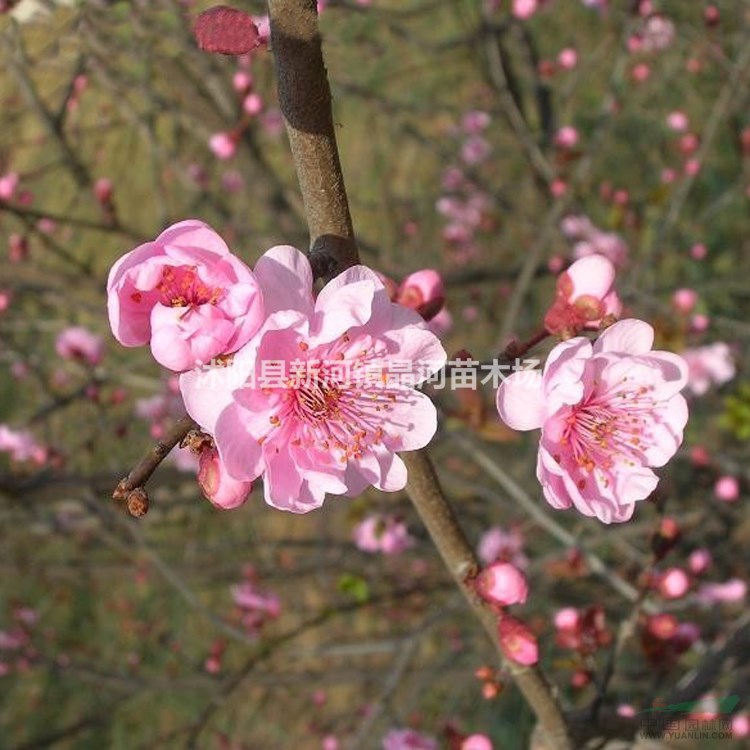 苗圃供應(yīng)優(yōu)質(zhì)美人梅 美人梅嫁接種植及簡(jiǎn)介 美人梅價(jià)格
