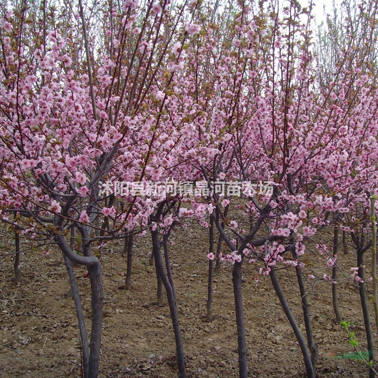 苗圃供應(yīng)優(yōu)質(zhì)美人梅 美人梅嫁接種植及簡(jiǎn)介 美人梅價(jià)格