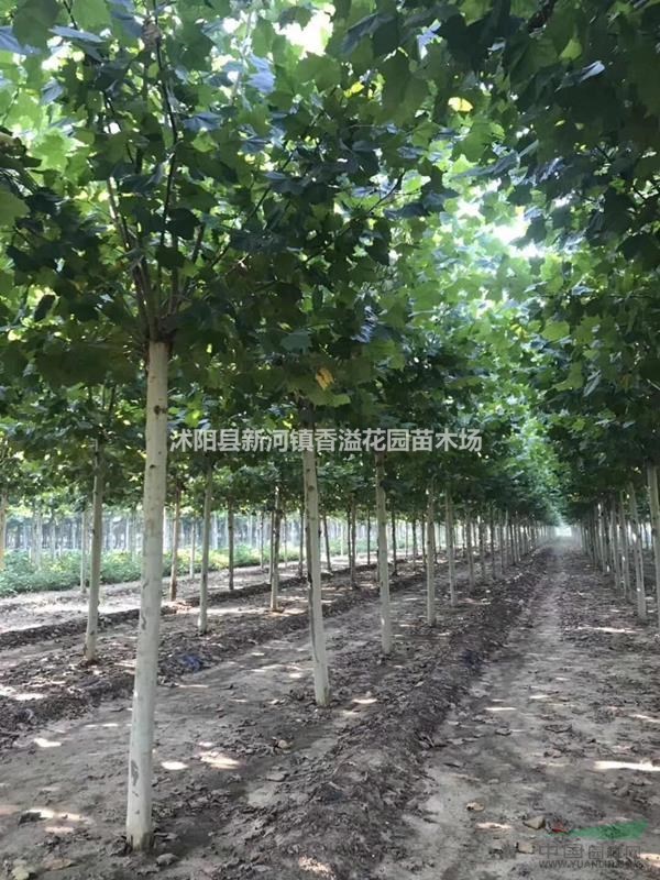 基地批發(fā)美國紅楓1---17公分小苗工程苗