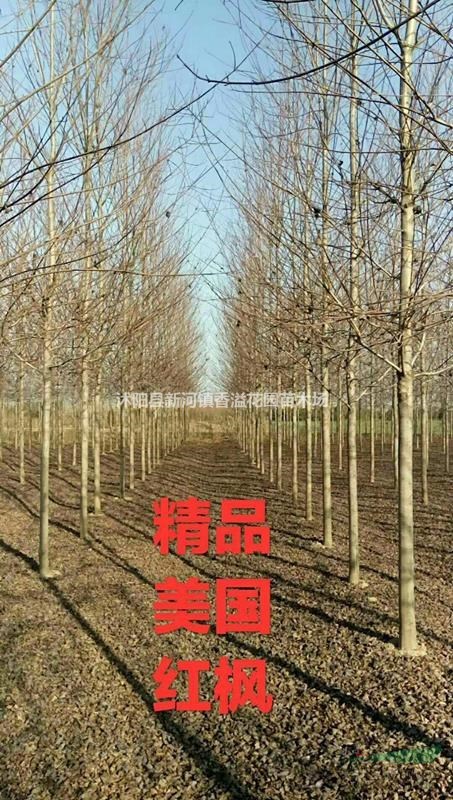 基地批發(fā)美國紅楓1---17公分小苗工程苗