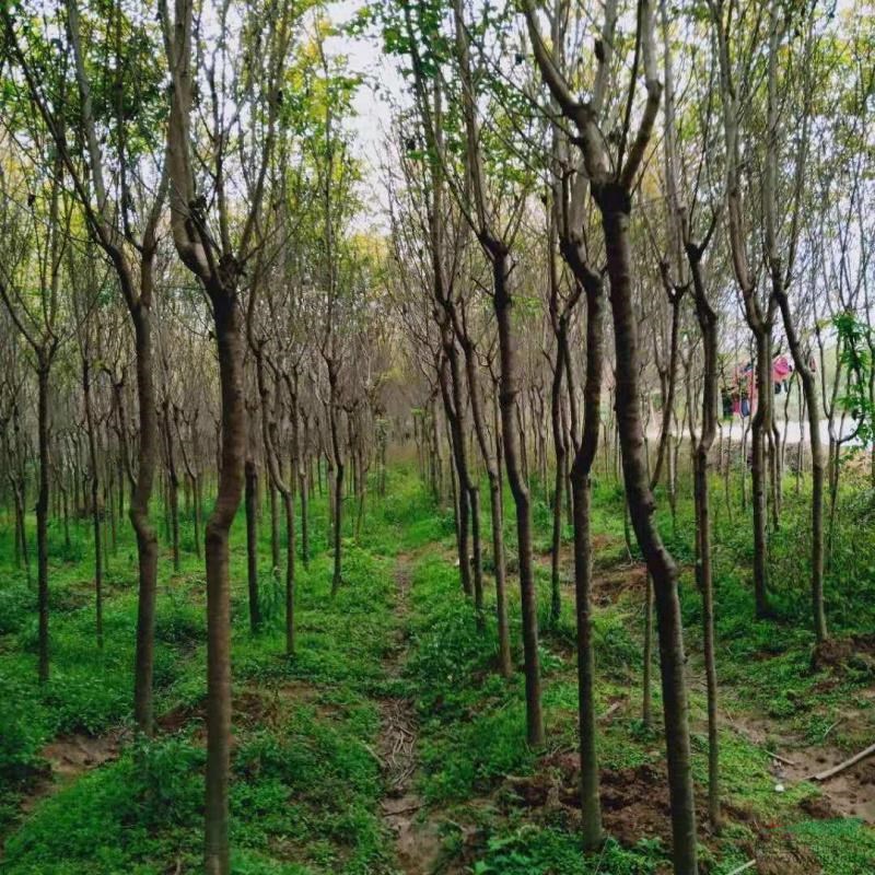 福建山櫻花