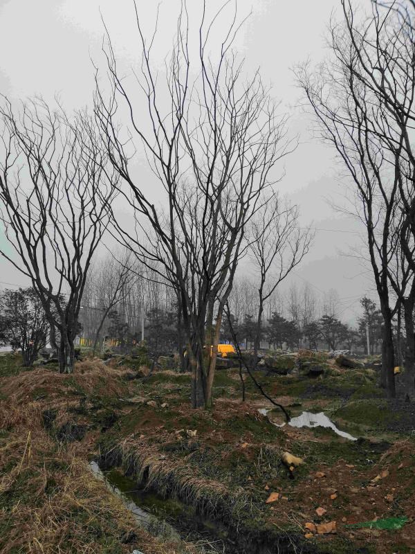 供應(yīng)黑松地景樹樸樹綠化苗