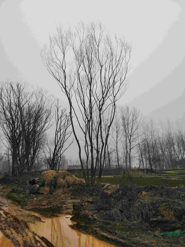 供應(yīng)黑松地景樹樸樹綠化苗