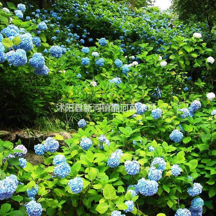 苗圃批發(fā)優(yōu)質(zhì)繡球花 繡球花多少錢 繡球花栽培技術(shù)及簡(jiǎn)介價(jià)格優(yōu)