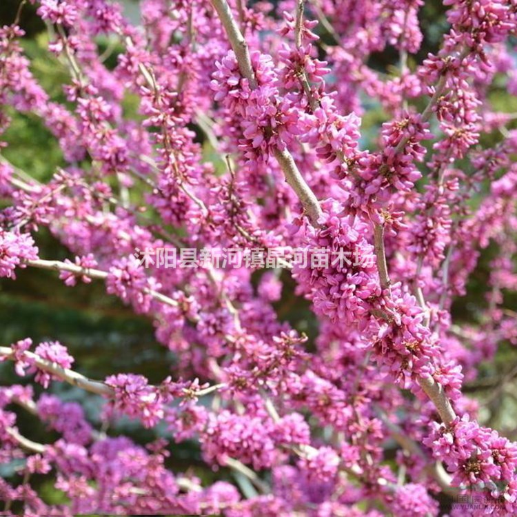 紫荊樹苗價(jià)格 紫荊樹種植方法及簡介 苗圃批發(fā)大量優(yōu)質(zhì)紫荊樹苗