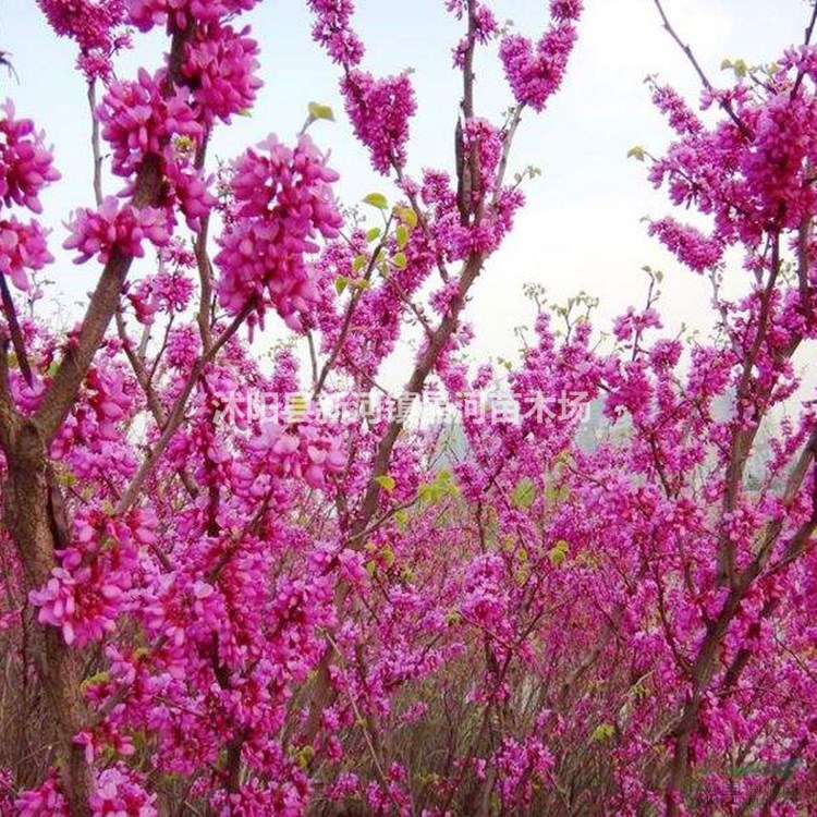 紫荊樹苗價(jià)格 紫荊樹種植方法及簡介 苗圃批發(fā)大量優(yōu)質(zhì)紫荊樹苗