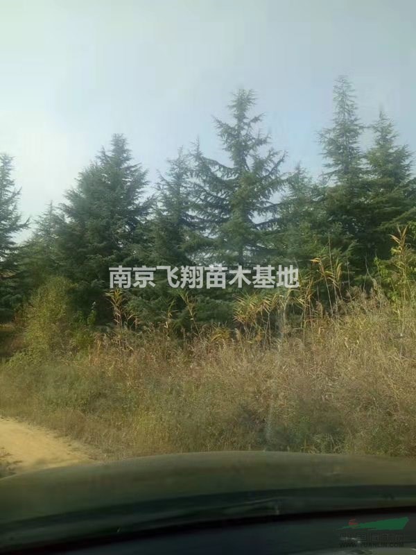 處理大雪松