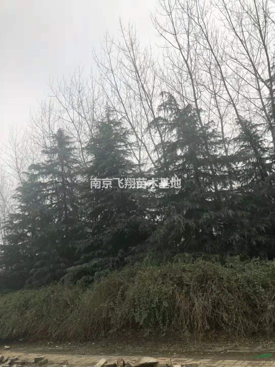 處理大雪松