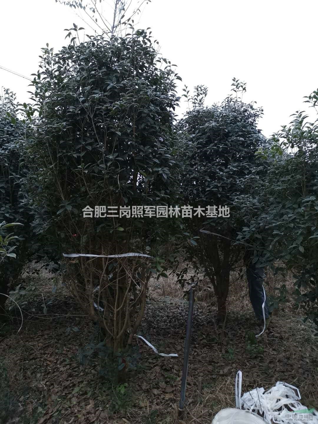 桂花價(jià)格便宜 處理桂花 精品桂花價(jià)格 桂花系列行情 優(yōu)質(zhì)規(guī)劃