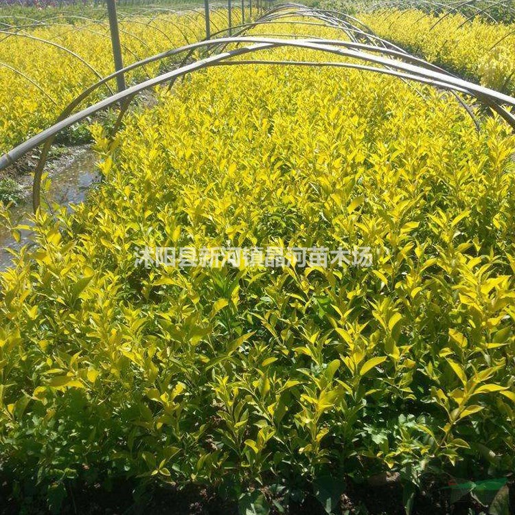 金葉水蠟60公分苗圃直銷價格 金葉水蠟修剪色塊 栽培技術(shù)