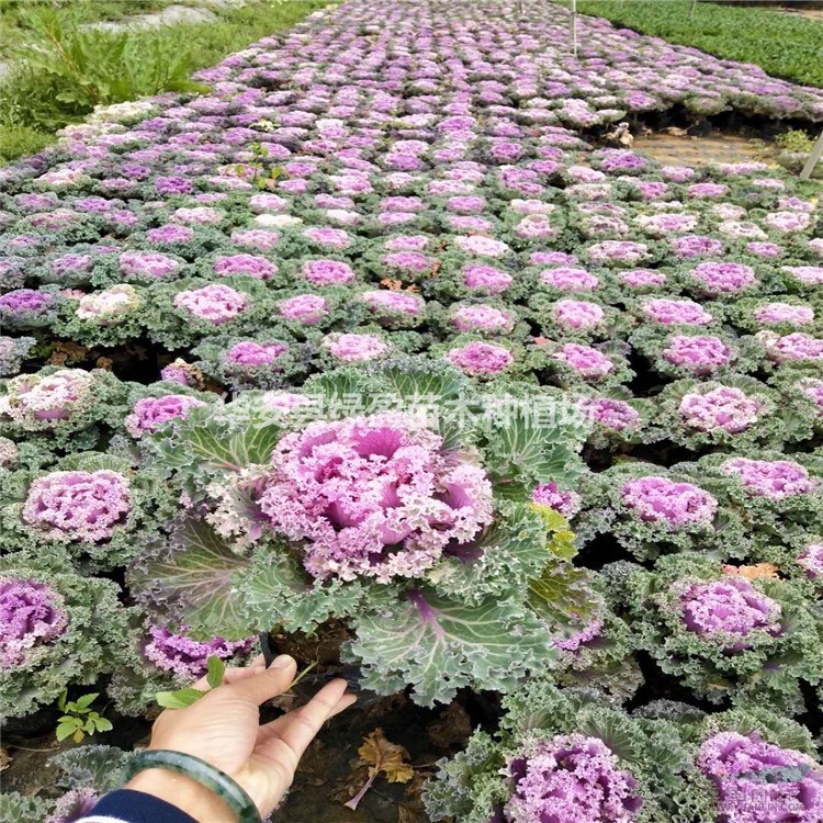 批發(fā)時(shí)花羽衣甘藍(lán)、福建基地 草花衣甘藍(lán)多年生耐寒花卉盆栽