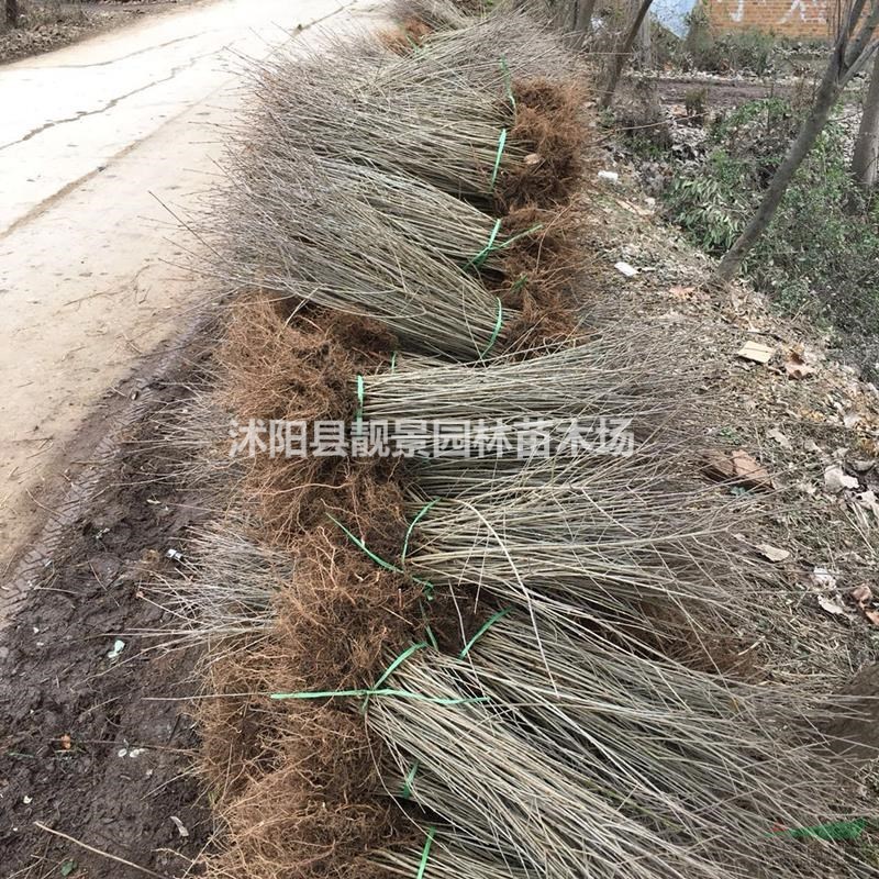 水蜡80cm绿篱苗,金叶水腊苗圃,紫叶水蜡苗适应西北地区种植