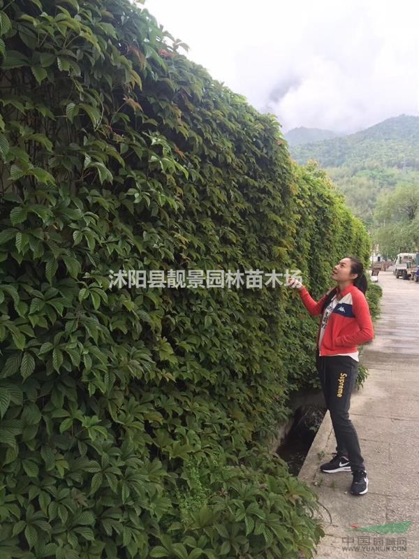 爬山虎多少钱一棵,爬山虎产地在哪里,购买爬山虎苗可以快递发货