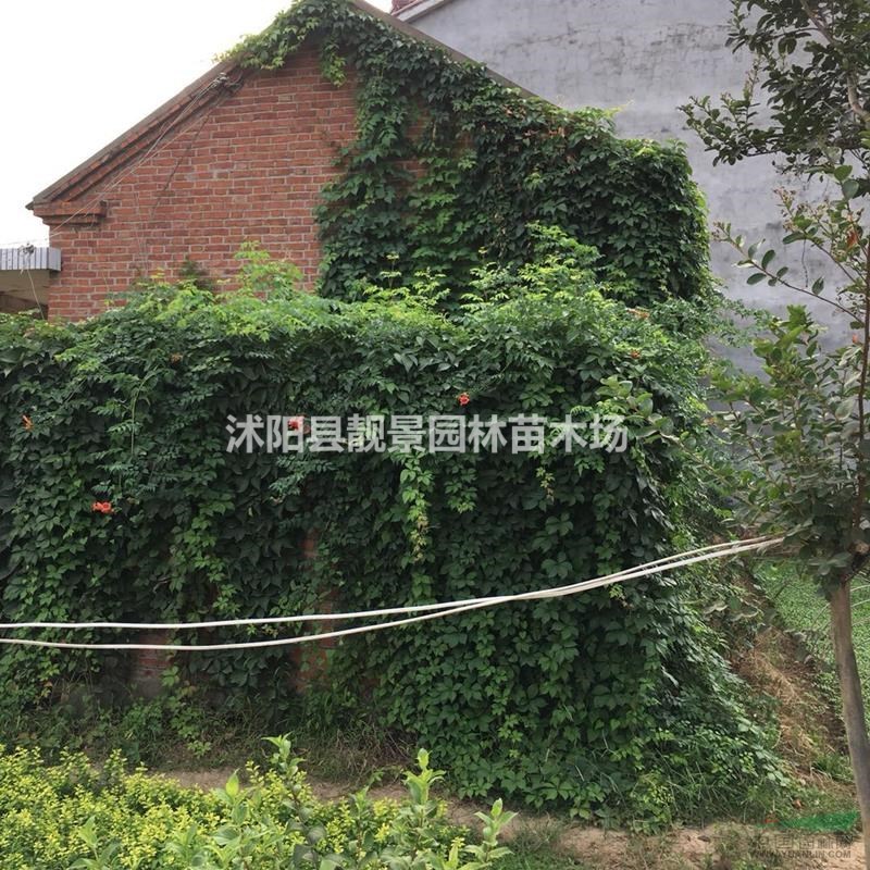 爬山虎多少钱一棵,爬山虎产地在哪里,购买爬山虎苗可以快递发货