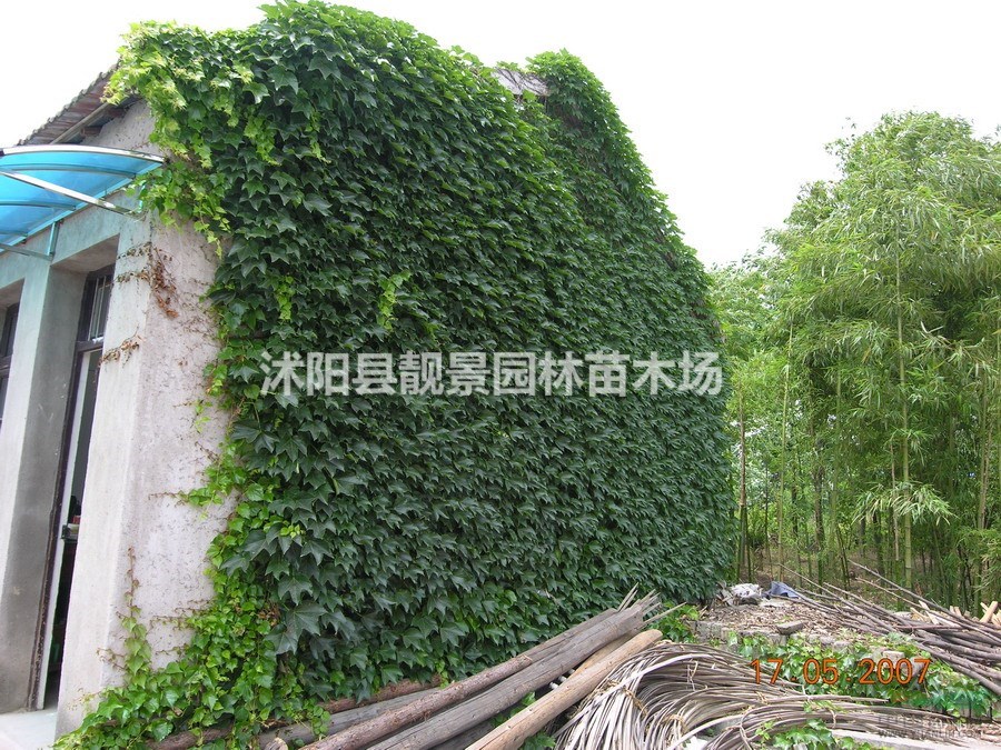 爬山虎多少钱一棵,爬山虎产地在哪里,购买爬山虎苗可以快递发货