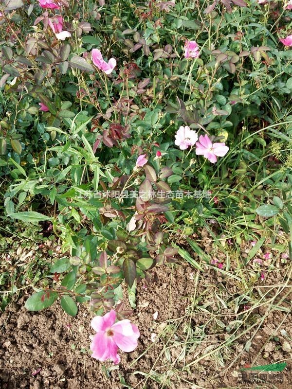 供應(yīng)豐花月季_豐花月季價格_豐花月季圖片